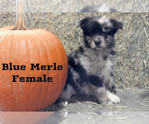 Medium Photo #1 Australian Shepherd Puppy For Sale in CLARKSVILLE, TX, USA