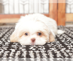 Small #4 Shih Tzu