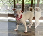 Small #3 American Pit Bull Terrier Mix