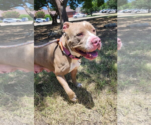 Medium Photo #2 Boxer-Unknown Mix Puppy For Sale in Euless, TX, USA