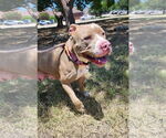 Small #1 Boxer Mix