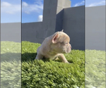 Small Photo #10 French Bulldog Puppy For Sale in MENLO PARK, CA, USA