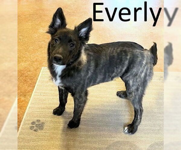 Medium Photo #1 Holland Shepherd-Unknown Mix Puppy For Sale in Mountain View, AR, USA