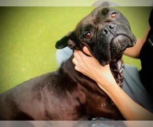 Bulldog Dogs for adoption in Orlando, FL, USA