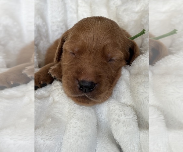 Medium Photo #3 Golden Retriever Puppy For Sale in SHINGLE SPRINGS, CA, USA