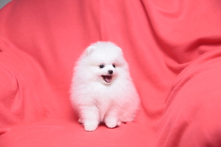 Pomeranian Puppy for sale in MELROSE, MA, USA