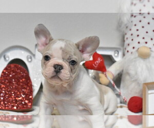 French Bulldog Puppy for Sale in GONZALES, Louisiana USA