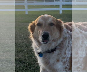 Australian Shepherd-Collie Mix Dogs for adoption in Valrico, FL, USA