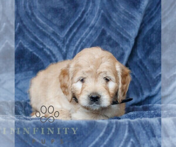 Medium Photo #2 Goldendoodle (Miniature) Puppy For Sale in NARVON, PA, USA