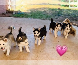 Siberian Husky Puppy for sale in MISSION, AZ, USA