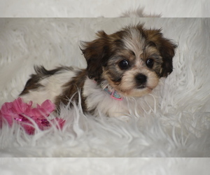 Cavachon Puppy for sale in ELDORADO, OH, USA