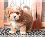 Small #3 Shih-Poo