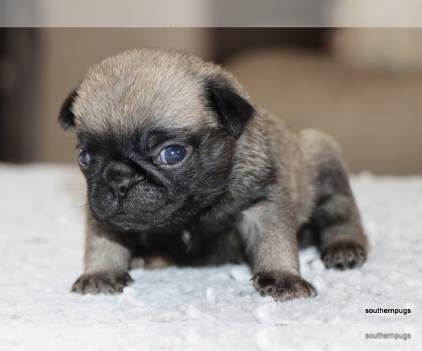 Medium Photo #2 Pug Puppy For Sale in WINNSBORO, TX, USA