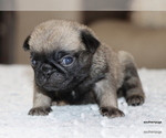 Small #1 Pug