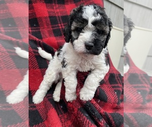 Cockapoo Puppy for sale in ARLINGTON, WA, USA
