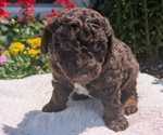 Small #9 Poodle (Toy)