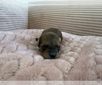 Small Photo #20 Yorkipoo Puppy For Sale in ARLINGTON, TX, USA