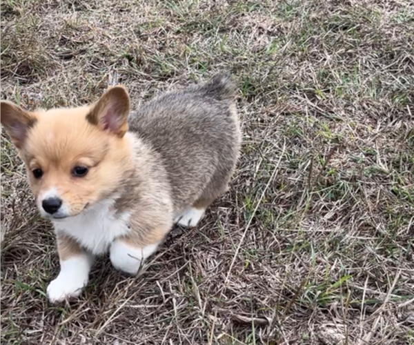 Medium Photo #4 Pembroke Welsh Corgi Puppy For Sale in MIDLOTHIAN, TX, USA