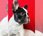 Small French Bulldog