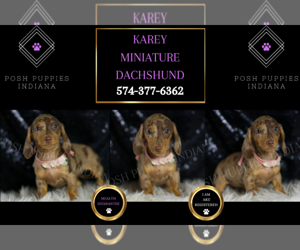 Medium Photo #120 Dachshund Puppy For Sale in WARSAW, IN, USA