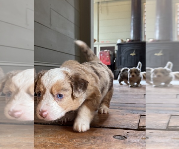 Medium Photo #4 Aussie-Corgi Puppy For Sale in ESPERANCE, NY, USA