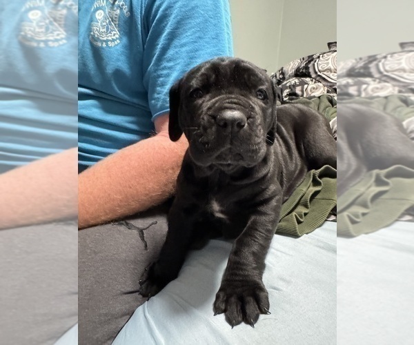 Medium Photo #16 Cane Corso Puppy For Sale in COLONIAL HEIGHTS, VA, USA