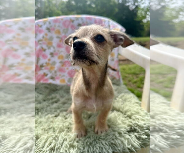Medium Photo #2 Chihuahua-Unknown Mix Puppy For Sale in Pacolet, SC, USA
