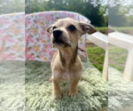 Small Photo #2 Chihuahua-Unknown Mix Puppy For Sale in Pacolet, SC, USA