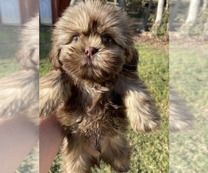 Shih Tzu Puppy for sale in SALUDA, SC, USA