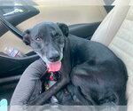 Small #3 Labrador Retriever Mix