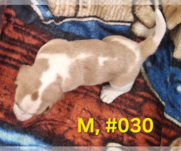 Medium Photo #7 Bagle Hound Puppy For Sale in CENTRALIA, WA, USA