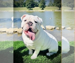 Father of the Bulldog puppies born on 08/15/2026