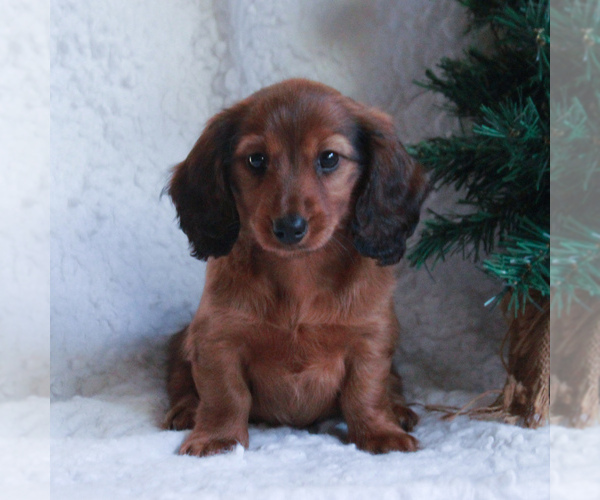 Medium Photo #4 Dachshund Puppy For Sale in GAP, PA, USA