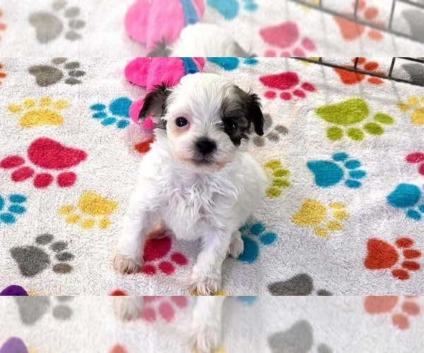Medium Photo #16 Havapoo Puppy For Sale in ORO VALLEY, AZ, USA
