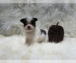 Small Photo #22 Shiranian Puppy For Sale in HAYWARD, CA, USA