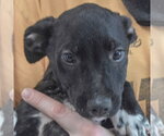 Small #1 Border Collie Mix