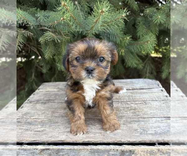 Medium Photo #3 Shorkie Tzu Puppy For Sale in MIDDLEBURY, IN, USA