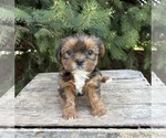 Small #2 Shorkie Tzu