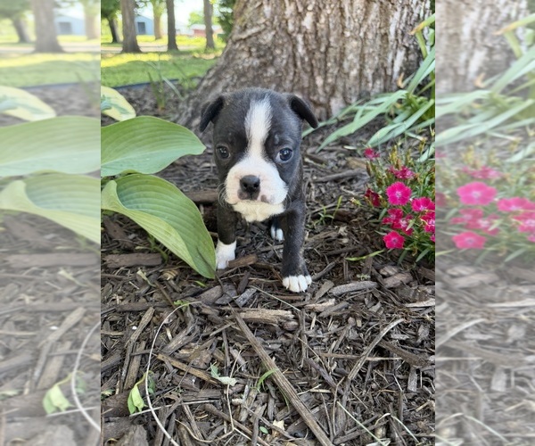 Medium Photo #1 Boston Terrier Puppy For Sale in FREDONIA, KS, USA