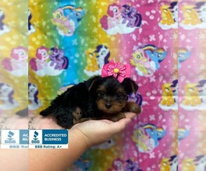Yorkshire Terrier Puppy for sale in WINNSBORO, LA, USA