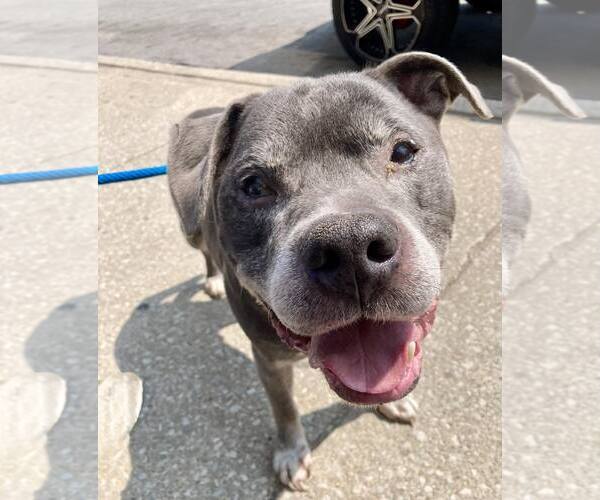 Medium Photo #1 Staffordshire Bull Terrier-Unknown Mix Puppy For Sale in Crete, IL, USA