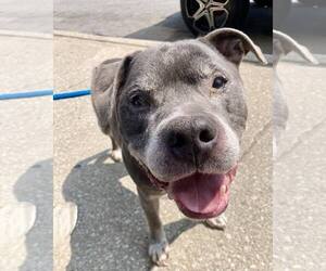 Staffordshire Bull Terrier-Unknown Mix Dogs for adoption in Crete, IL, USA
