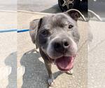 Small Staffordshire Bull Terrier Mix