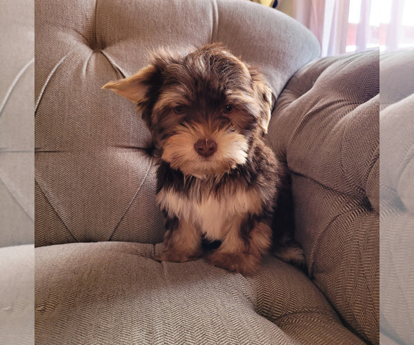 Medium Photo #19 Shorkie Tzu Puppy For Sale in LAKESIDE, CA, USA