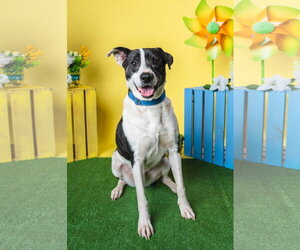 Mutt Dogs for adoption in Munford, TN, USA