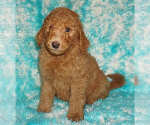 Medium Photo #1 Labradoodle Puppy For Sale in LA HABRA, CA, USA