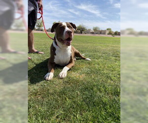 Medium Photo #4 Bull-Boxer Puppy For Sale in Chandler, AZ, USA