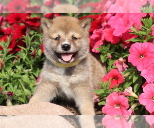 Shiba Inu Puppy for sale in SHILOH, OH, USA