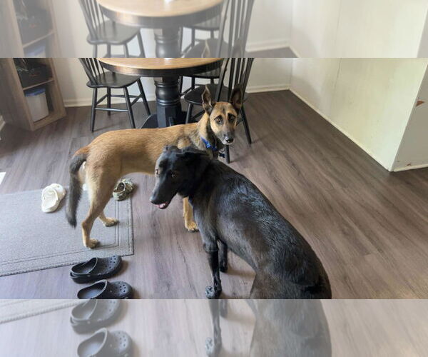 Medium Photo #3 Mutt Puppy For Sale in Plainfield, IL, USA