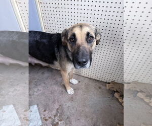 Shepradors Dogs for adoption in Princeton, MN, USA